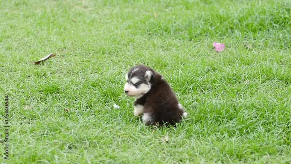 Close up Cute siberian husky puppy sitting alone on grass slow motion Close up Cute siberian husky puppy sitting alone on grass slow motion