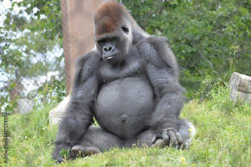 Gorilla