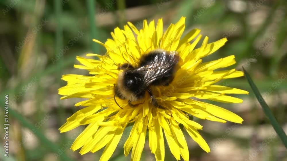 bumblebee on yellow dandelion flower closeup at spring
bumblebee on yellow dandelion flower closeup at spring