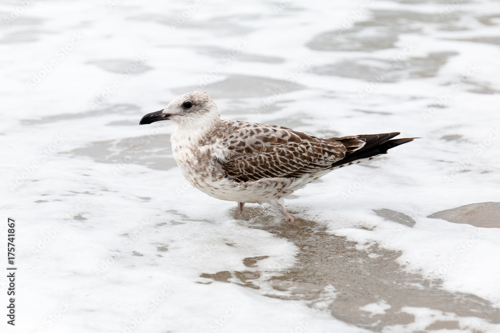 Close up of a seagull in the beach Close up of a seagull in the beach