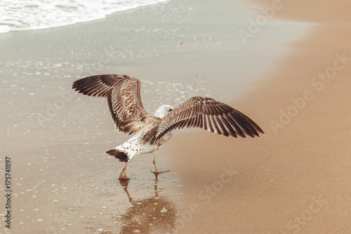 Close up of a seagull in the beach