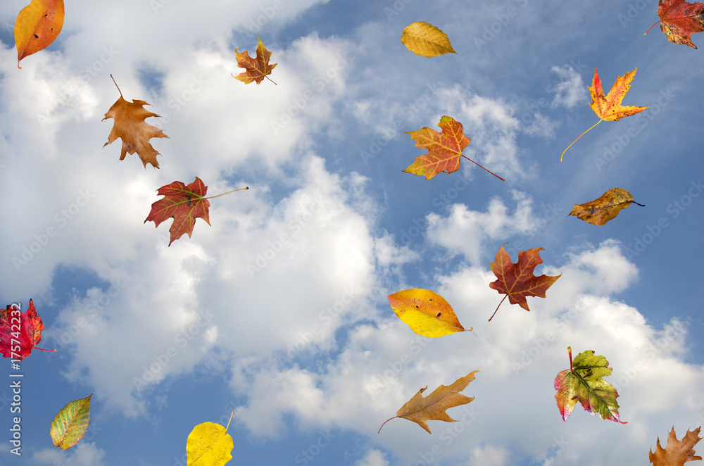 falling autumn leaves in blue sky with white clouds
