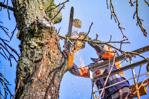 Tree pruning and sawing by a man with a chainsaw, standing on a platform of a mechanical chair lift, on high altitude between the branches of old, big oak tree. Branches, timbers and sawdust falling
