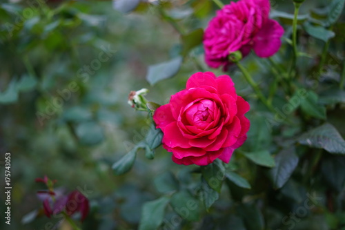 公園のバラ © rika_portrait