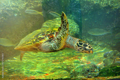 Sea attraction. Sea turtles. Exposition of the famous Eilat aquarium. Israel