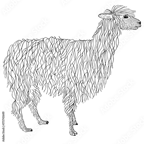 Lama, alpaca hand drawn. Object isolated on white.