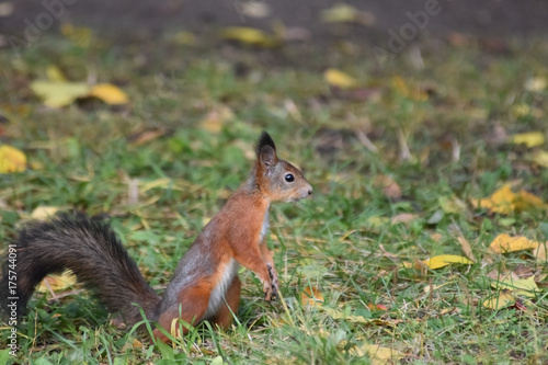 Squirrel. Getting ready for winter  fur is changing from ginger to grey.