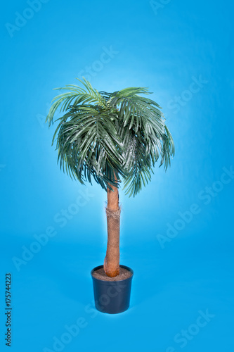 A small palm tree in a pot on a blue background