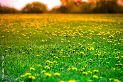 Fototapeta Naklejka Na Ścianę i Meble -  Brightly yellow dandelion flowers in green meadow in countryside in early summer around summer solstice on romantic sunset background. Bees are seeking nectar in yellow blooms, enjoy sun and weather