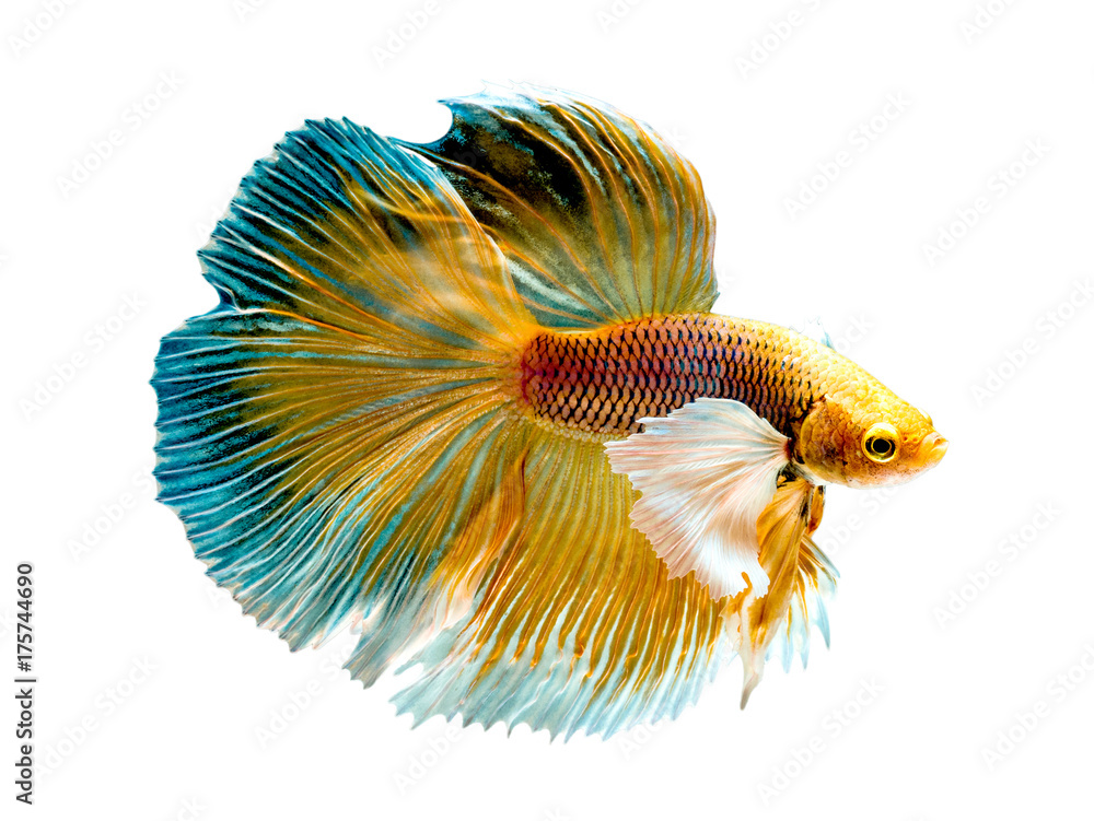 Fototapeta premium The Betta Siamese fighting fish, Betta splendens Pla-kad ( biting fish ) Thai. (Halfmoon big ears fancy yellow white blue betta ) in motion, isolated on white with clipping path