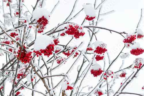 Rowan branch in the snow