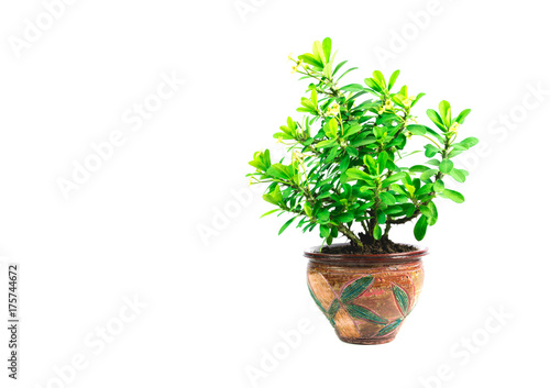 Green potted plant, trees in the pot isolated on white background.