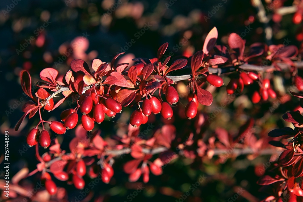 red berries of burberry bush at autumn Stock Photo | Adobe Stock