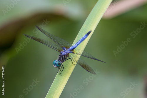 Closeup of blue and green dragonfly sitting on a leaf