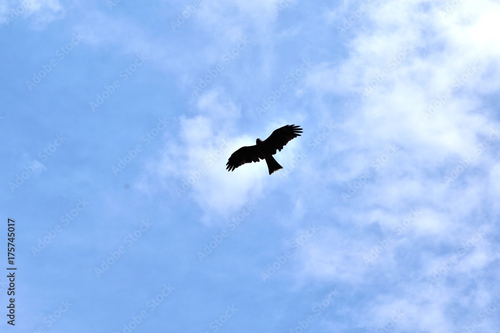 Fototapeta premium 青空とトンビのシルエット