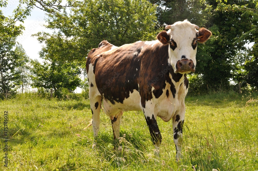 Cows in meadows