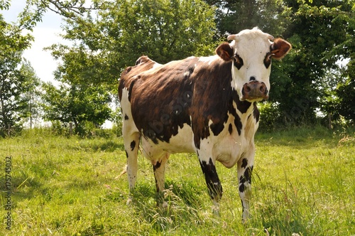 Fototapeta Naklejka Na Ścianę i Meble -  Cows in meadows