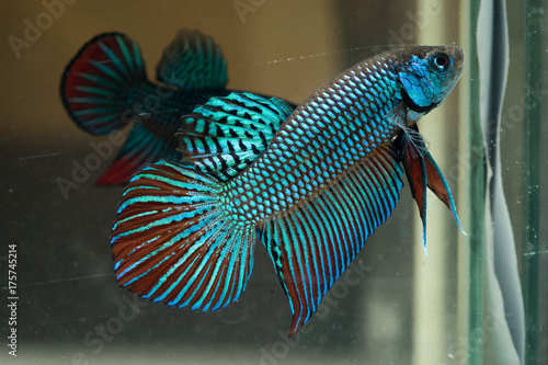 Mahachai betta. photo