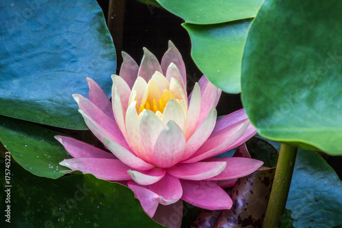Pink water lilly flower among green leaves