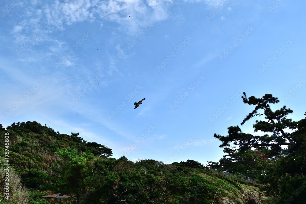 三浦半島 横須賀市荒崎海岸 野山のトンビ