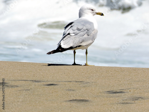 South Bethany gull on the beach 2016