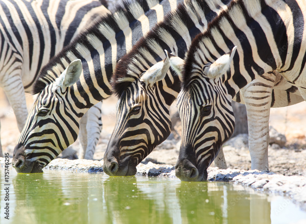 Close up of three brutal zebra heads drinking from a waterhole, taken from below in camp, Etosha, Namibia Close up of three brutal zebra heads drinking from a waterhole, taken from below in camp, Etosha, Namibia