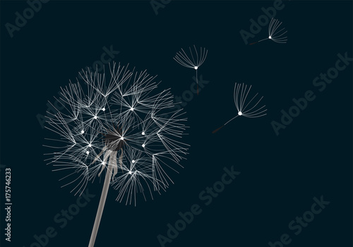 Fototapeta Naklejka Na Ścianę i Meble -  Vector Flower Dandelion