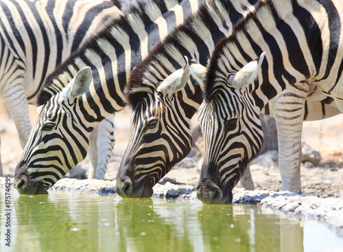 Close up of three brutal zebra heads drinking from a waterhole, taken from below in camp, Etosha, Namibia