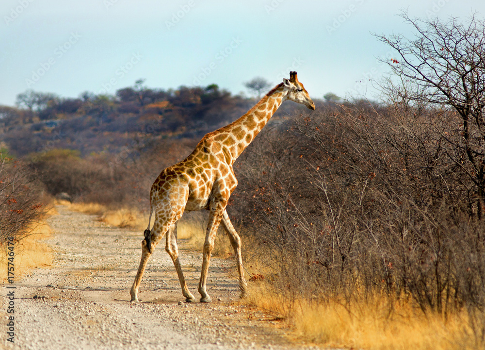 Fototapeta premium Giraffe crossing the road to enter the african bush in Hwange, Zimbabwe