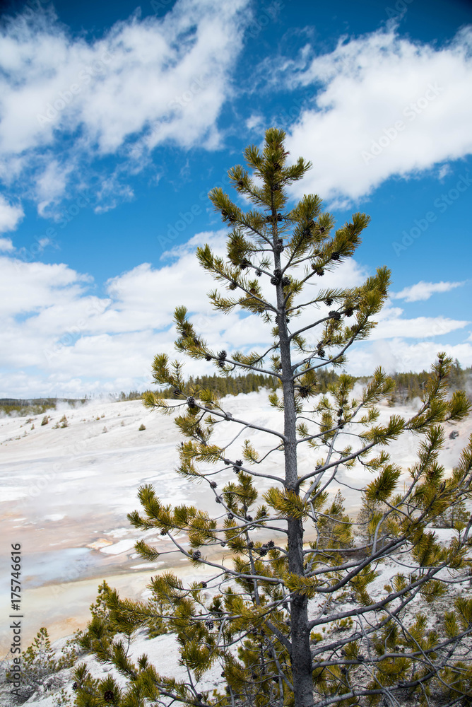 Fototapeta premium Pine tree