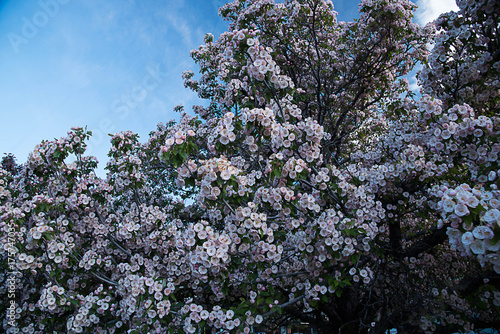 Wallpaper Mural Pink sakura Torontodigital.ca