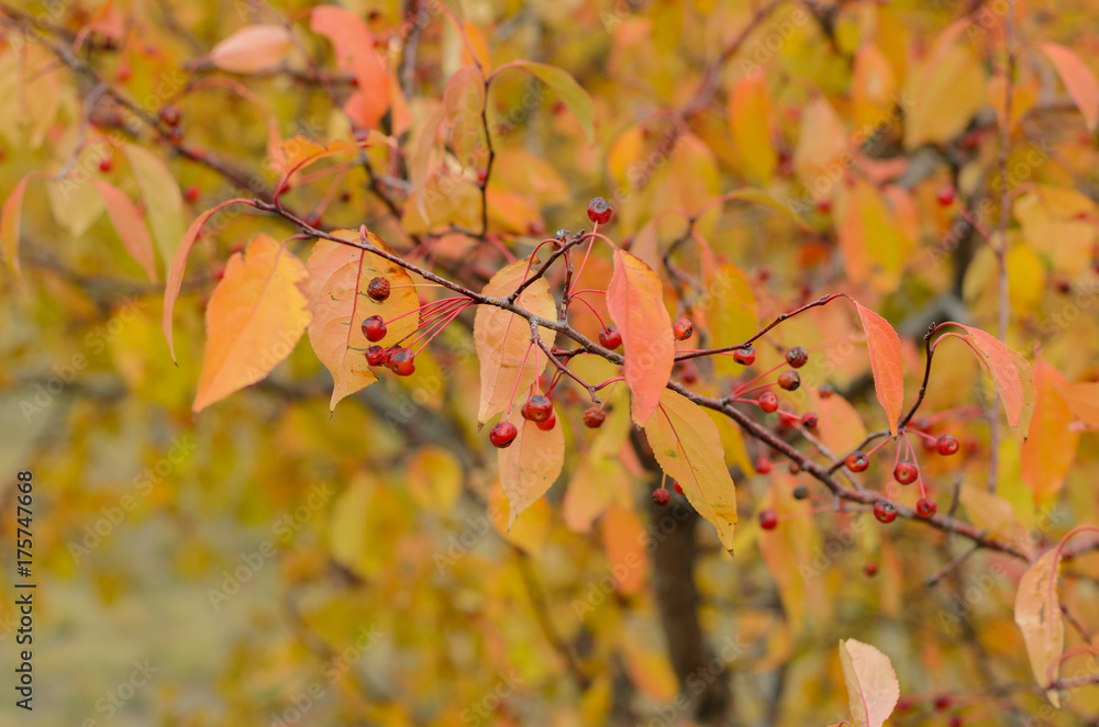 autumn autumn