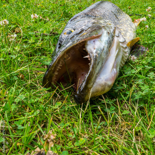 Fotografija Northern pike on the grass