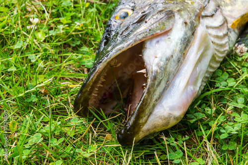 Fotografija Northern pike in the grass