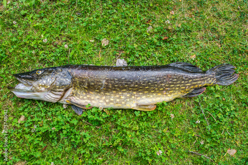 A large northern pike on the green grass.