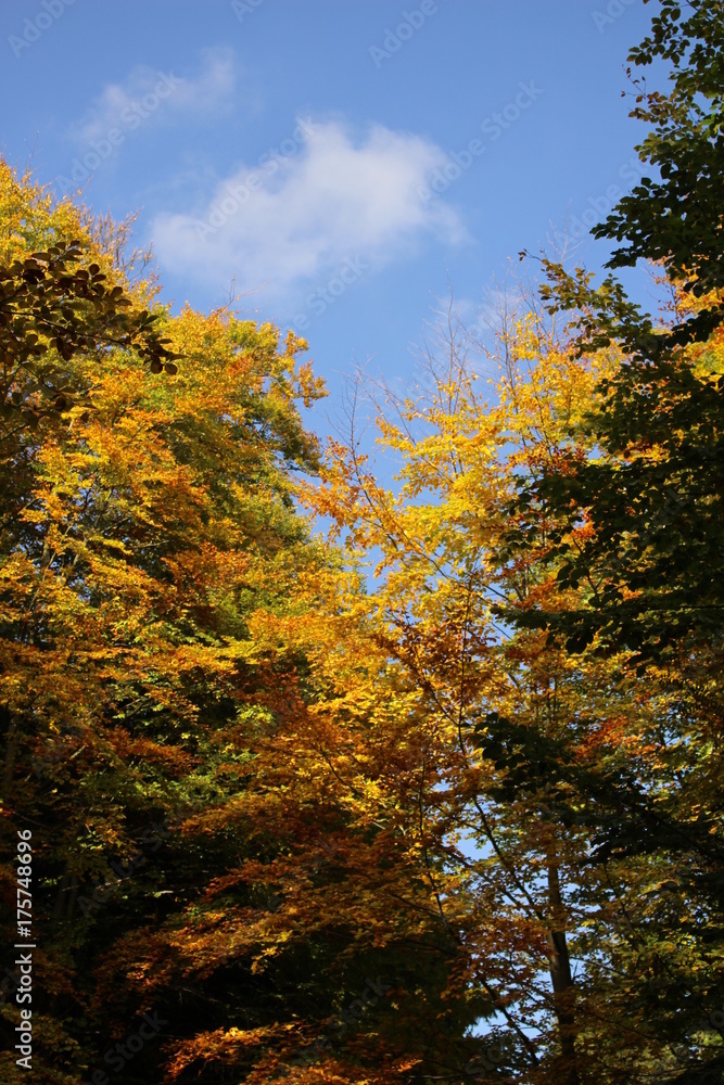 Fototapeta premium Autumn