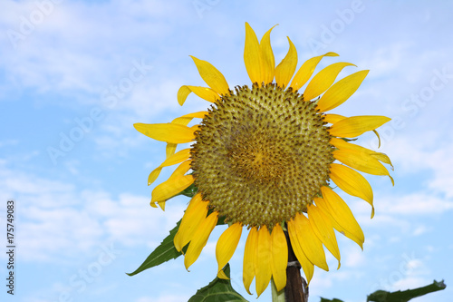Sunflower blooming on the tree with blue sky background  Yellow sunflowers are cultivated for their edible seeds. which are an important source of oil for cooking and margarine.