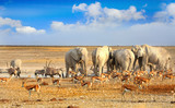 colourful Vibrant waterhole scene in Etosha with many animals and beautiful blue cloudy sky. Namibia, Southern Africa