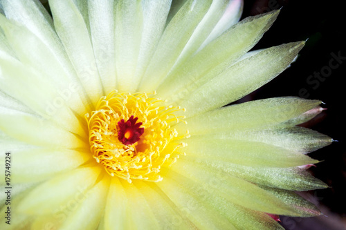 Yellow flower of Notocactus ottonis (closeup)