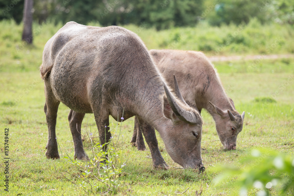 Buffalo tied up with rope standing next to buffalo calf on meadow. (Thailand) Buffalo tied up with rope standing next to buffalo calf on meadow. (Thailand)