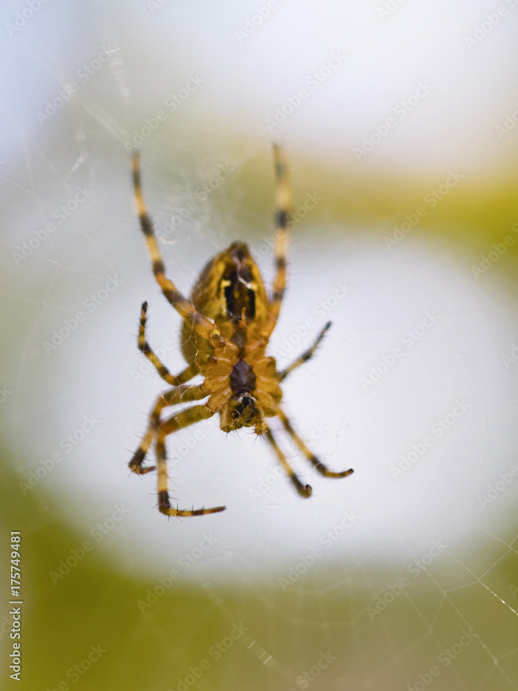 Fototapeta premium European Garden Spider ( Araneus diadematus )
