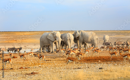 Photography Lots of different animals around a waterhole including elephant, oryx and Impala