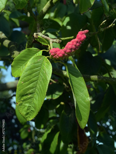 leaves and seeds of Campbell's Magnolia ( Magnolia campbellii ) photo