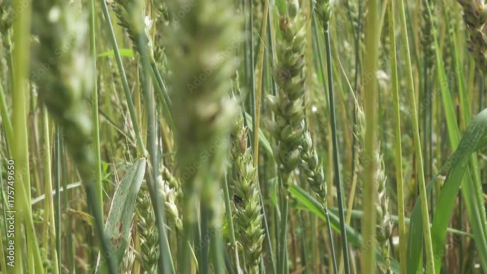 Wind swings ripe ears of wheat in the field in sunny day Wind swings ripe ears of wheat in the field in sunny day
