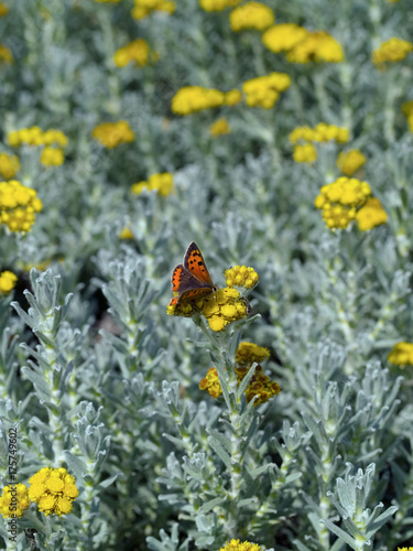 Cape Gold (Helichrysum sp.)