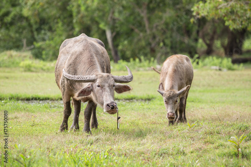 Buffalo tied up with rope standing next to buffalo calf on meadow.  Thailand 