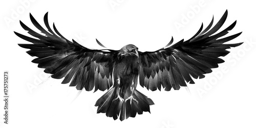 isolated picture of bird crows on white background in front
