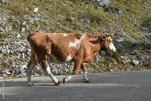 cow on the road