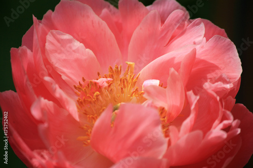 Rosa Paeonienblüte