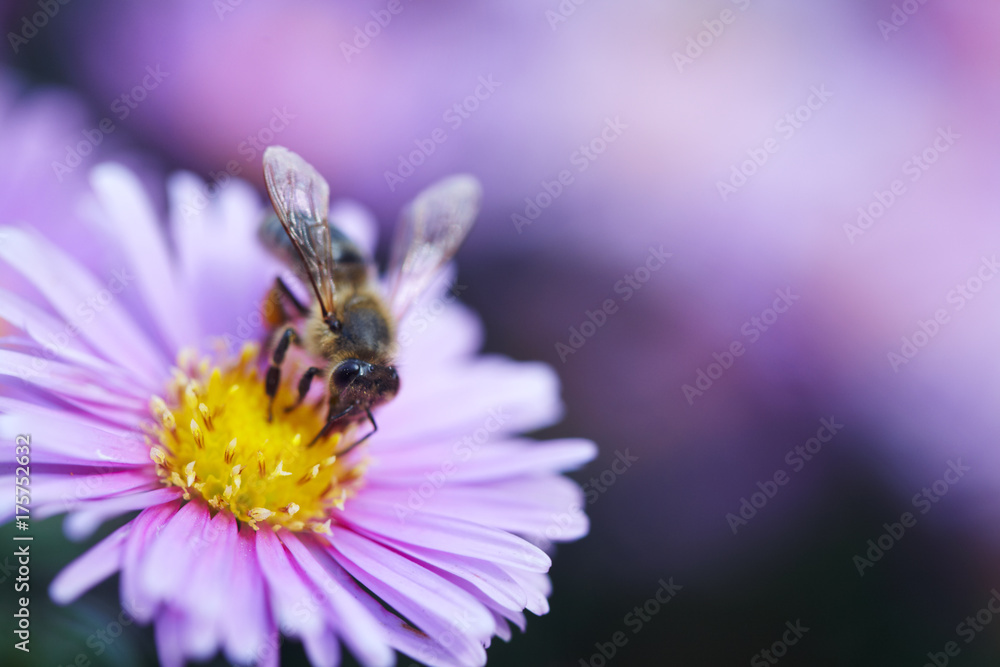 Bee harvesting pollen from blue flower Bee harvesting pollen from blue flower